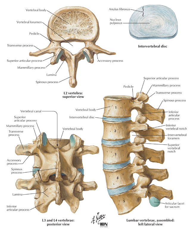 Articulatiile coloanei vertebrale si toracelui - miscarile coloanei vertebrale